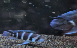 Cichlids fish for sale: 1stGen Tank Bred Frontosa Blue Zaire Moba  - Image 13