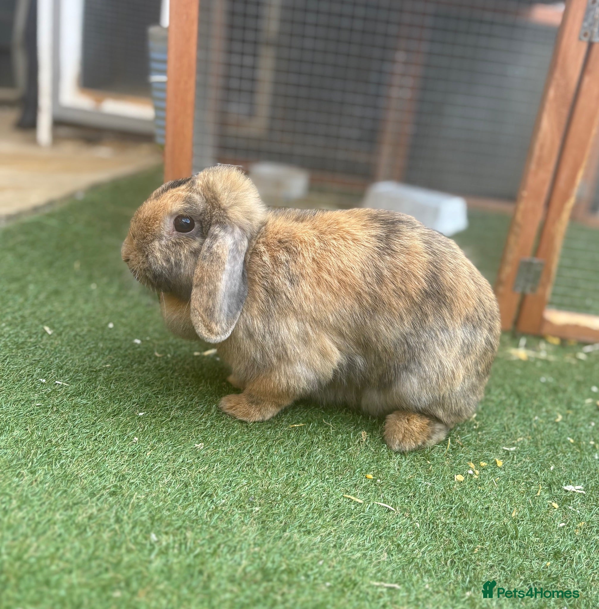 Mini Lop rabbits Adult mini lops looking for homes - Advert 2