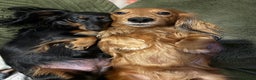 Miniature Dachshund dogs for sale: Beautiful Pedigree KC Reg Mini Longhair Dachshunds - Advert 30
