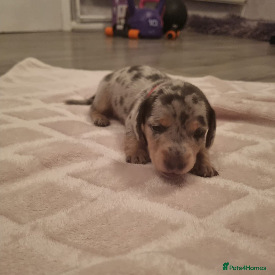 Miniature Dachshund dogs for sale: 1 remaining Beautuful mini short hair dachsund - Advert 3