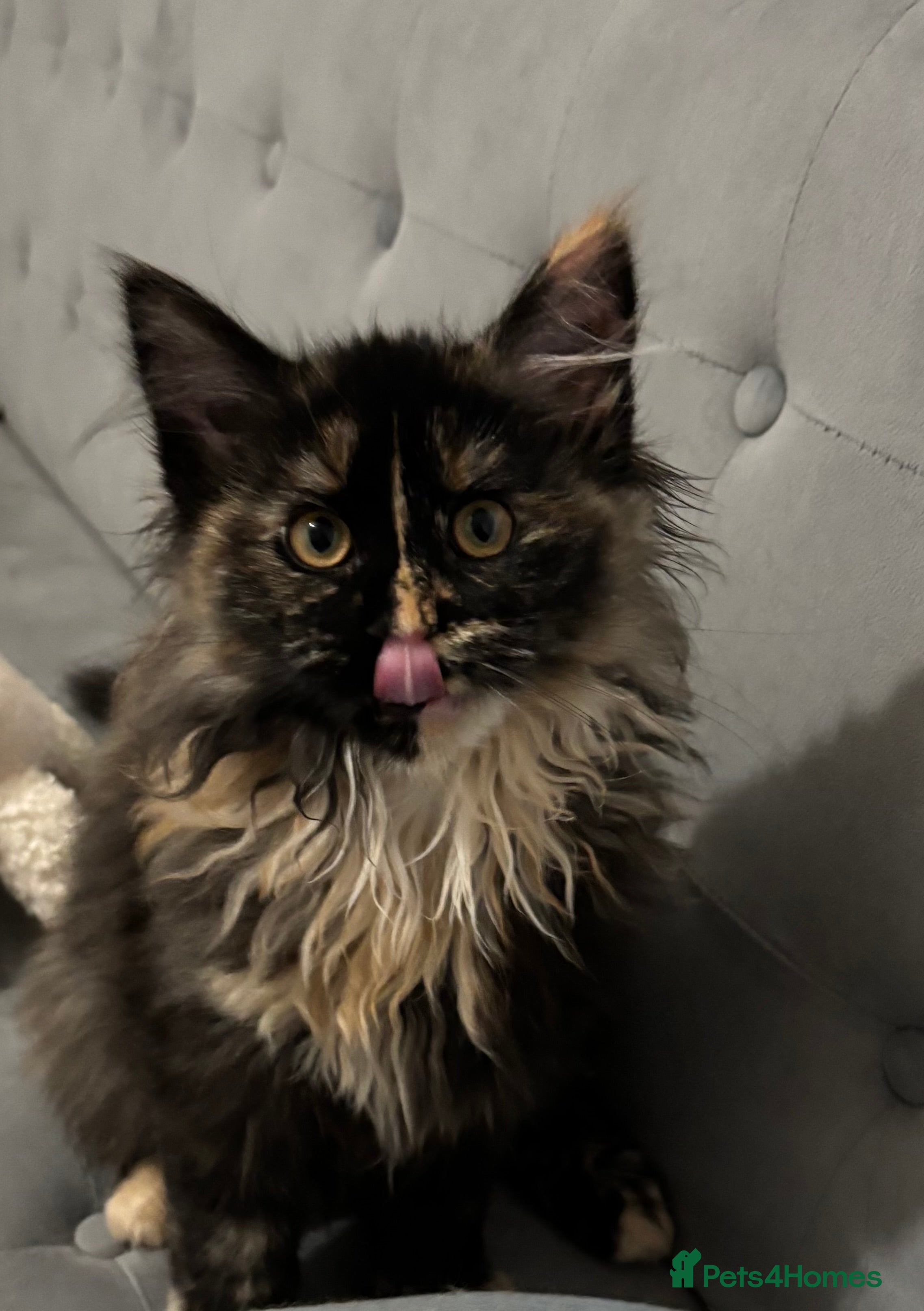 Maine Coon cats Stunning Maine Coon Girl Big Fluffy Coat  - Advert 4