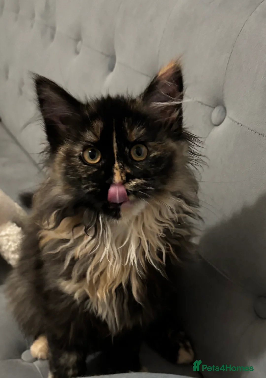 Maine Coon cats for sale: Stunning Maine Coon Girl Big Fluffy Coat  - Advert 1