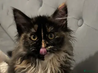 Maine Coon cats Stunning Maine Coon Girl Big Fluffy Coat - Advert 4