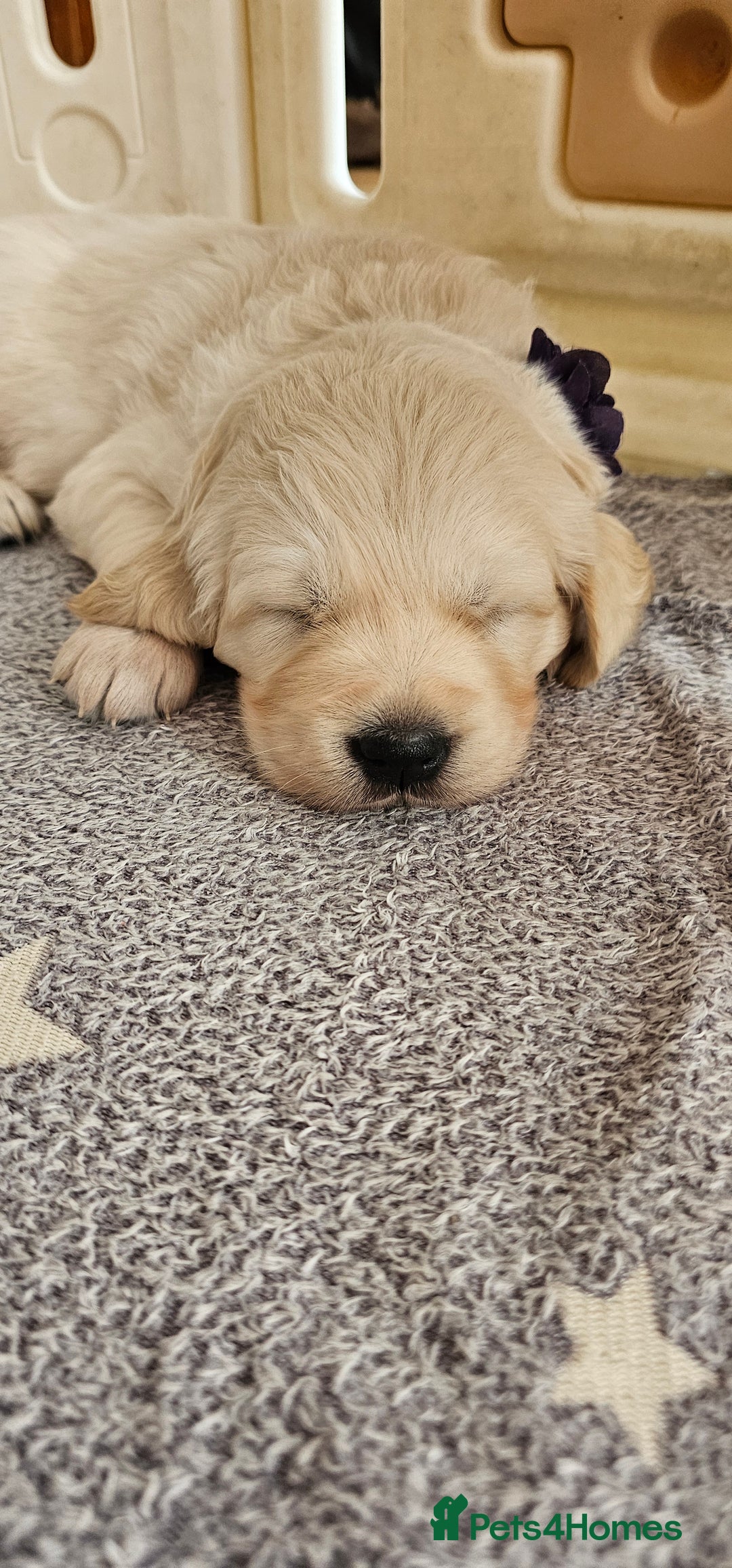 Golden Retriever dogs for sale: Outstanding Kc registered Golden Retriever babies  - Image 12
