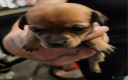 Mixed Breed dogs for sale: Beautiful jackchi puppies  - Image 7