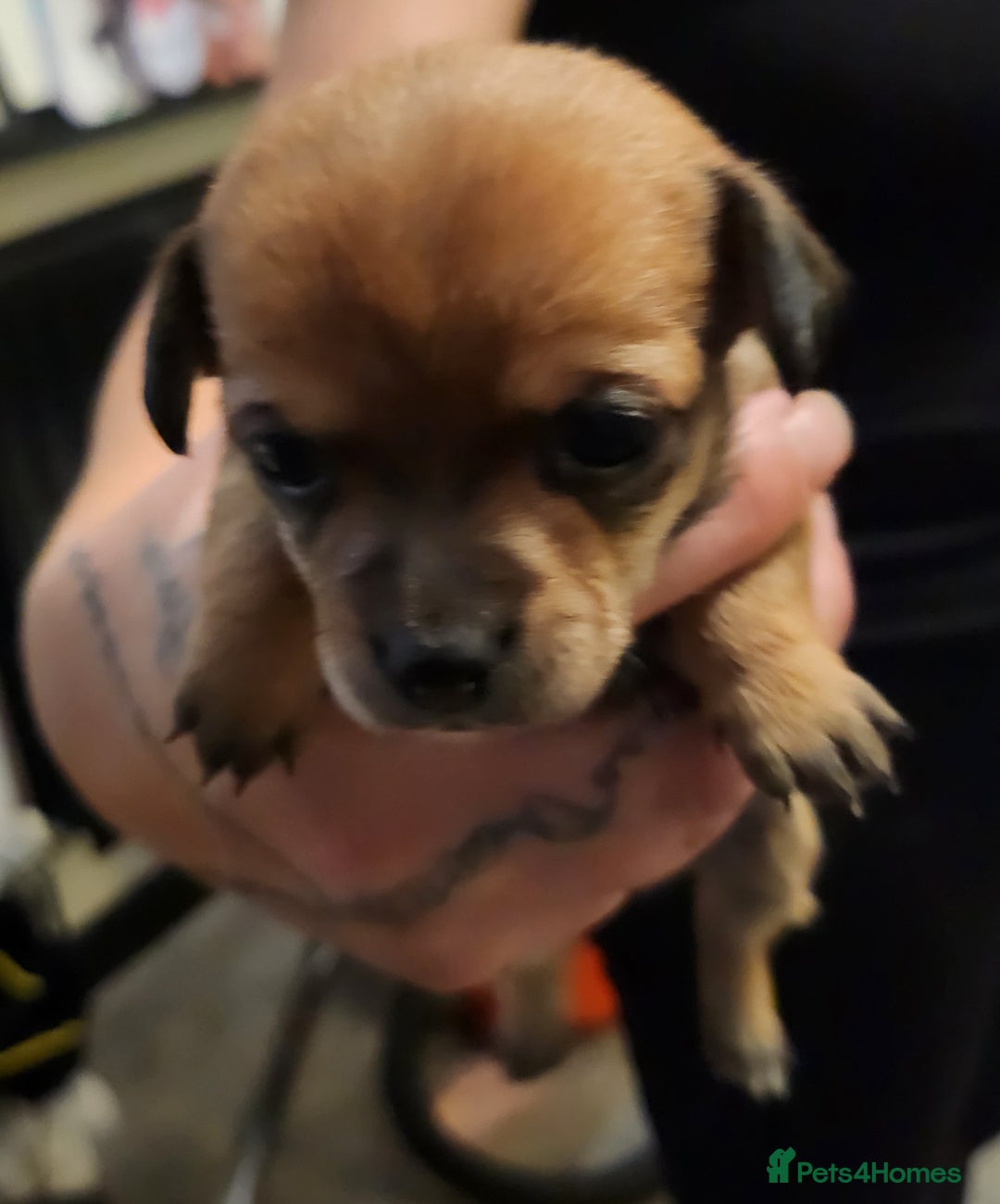 Mixed Breed dogs for sale: Beautiful jackchi puppies  - Image 7