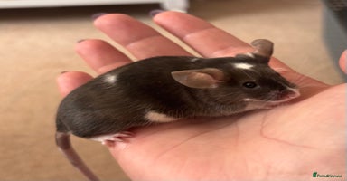 Mouse rodents - Advert 5