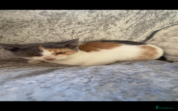 Mixed Breed cats for sale: Ragdoll cross kittens  - Advert 4