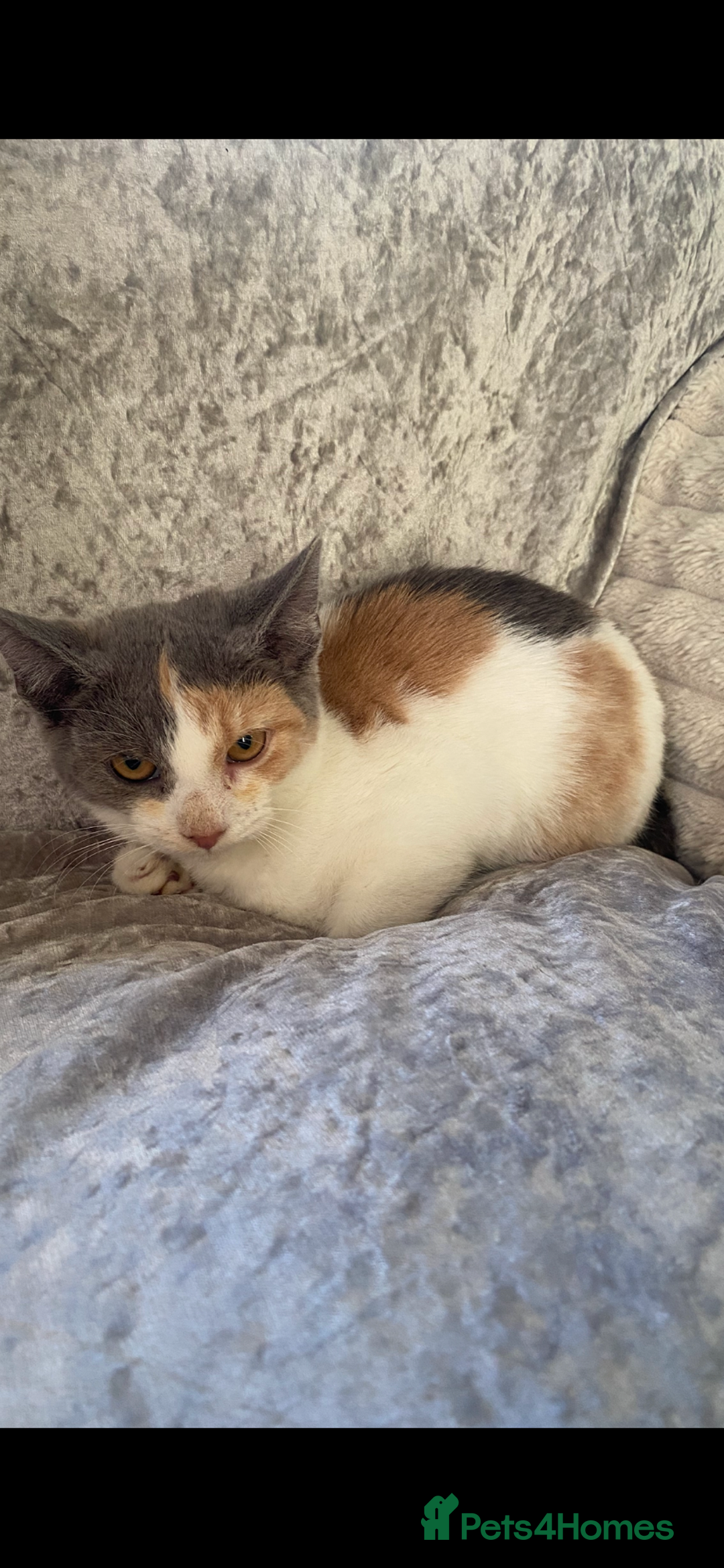 Mixed Breed cats for sale: Ragdoll cross kittens  - Advert 4