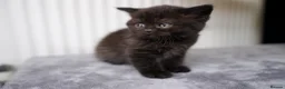 British Shorthair cats for sale: 🌟GCCF BSH Kittens Beautiful Variety of Colours 🌟 - Advert 22