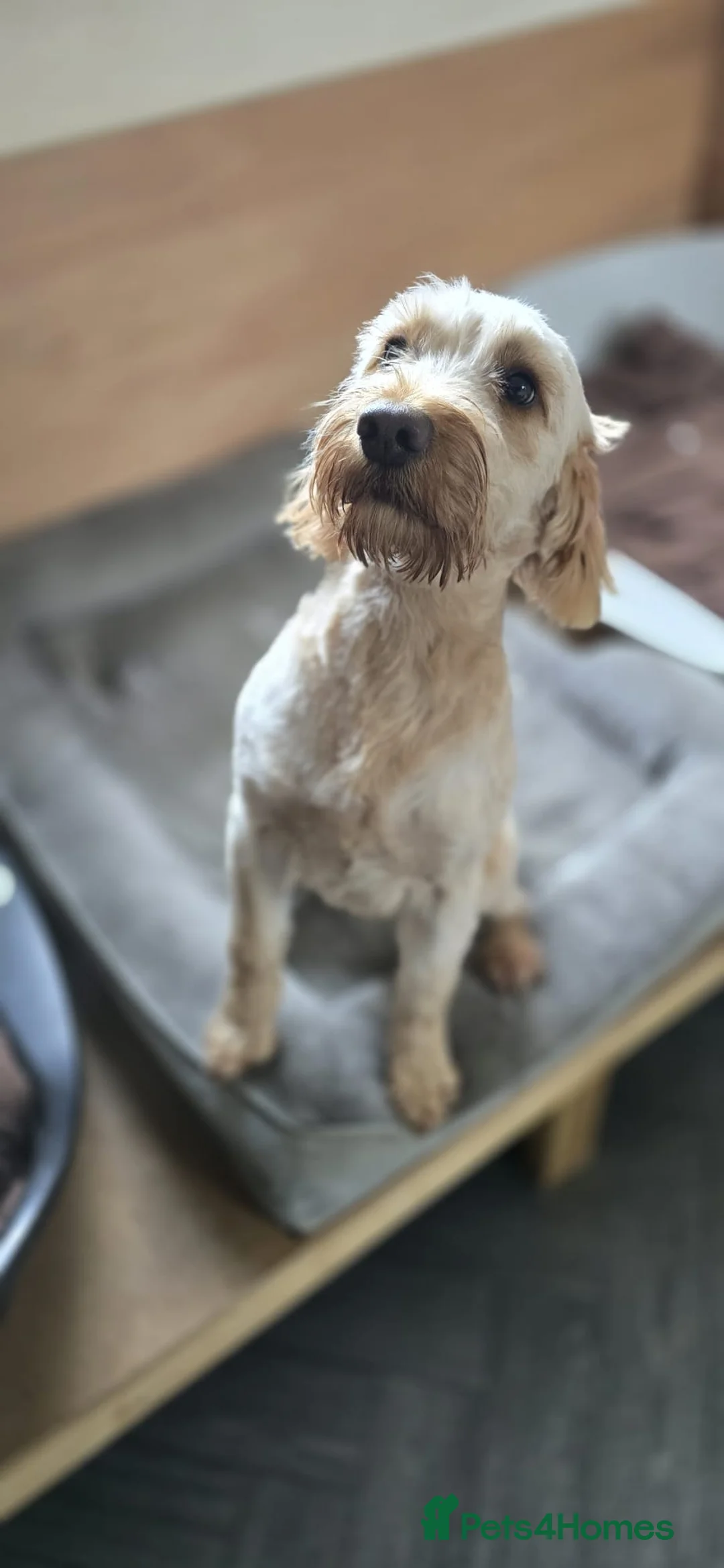 Cockapoo dogs for sale: Meet Almost 2 year old Cockerpoo Seamus - Advert 8