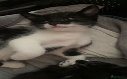 Mixed Breed cats for sale: Mixed breed kittens READY NOW!!!!🥰 - Image 4