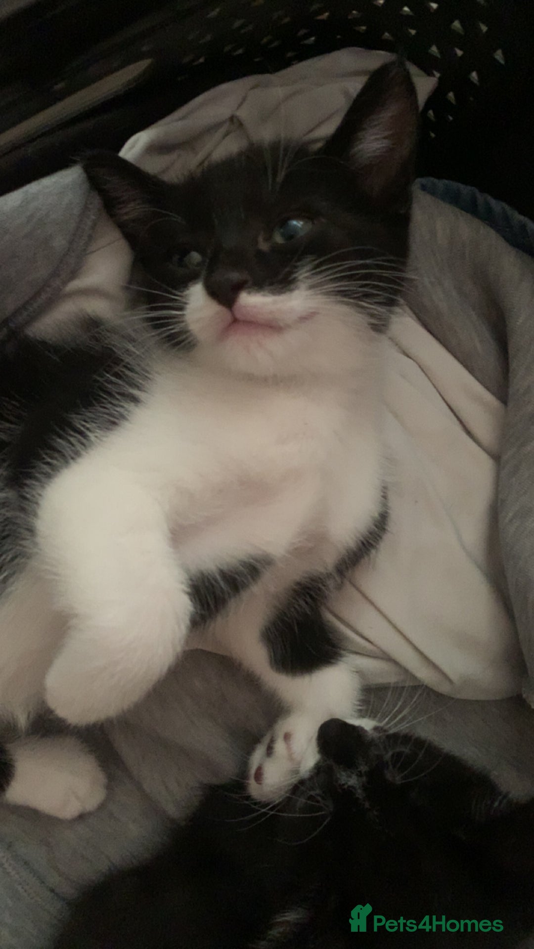 Mixed Breed cats for sale: Mixed breed kittens READY NOW!!!!🥰 - Image 4