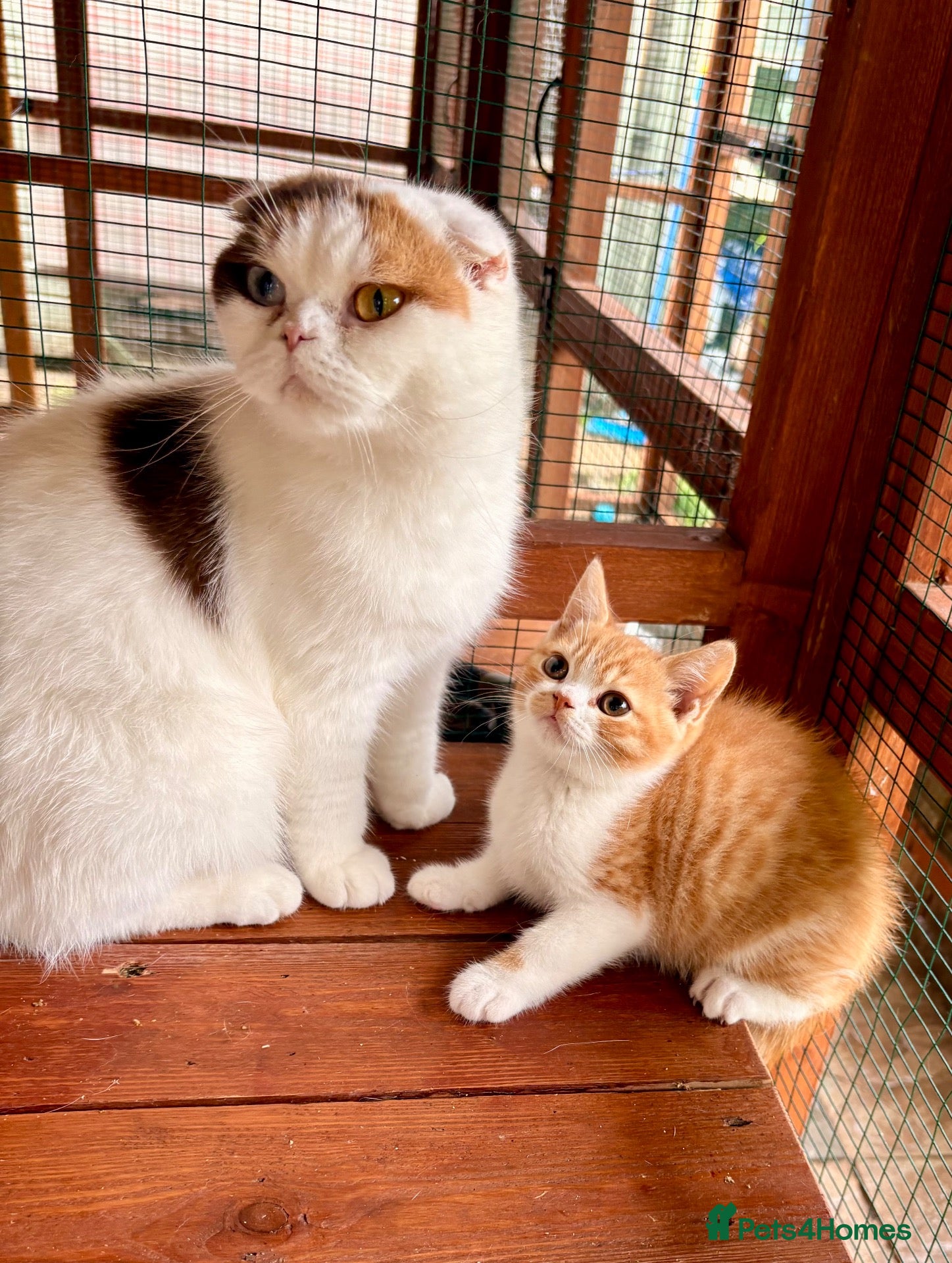 Scottish Fold cats Scottish straight brothers READY NOW - Advert 1