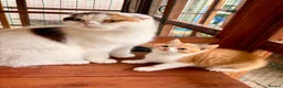 Scottish Fold cats for sale: Scottish straight brothers READY NOW - Advert 1