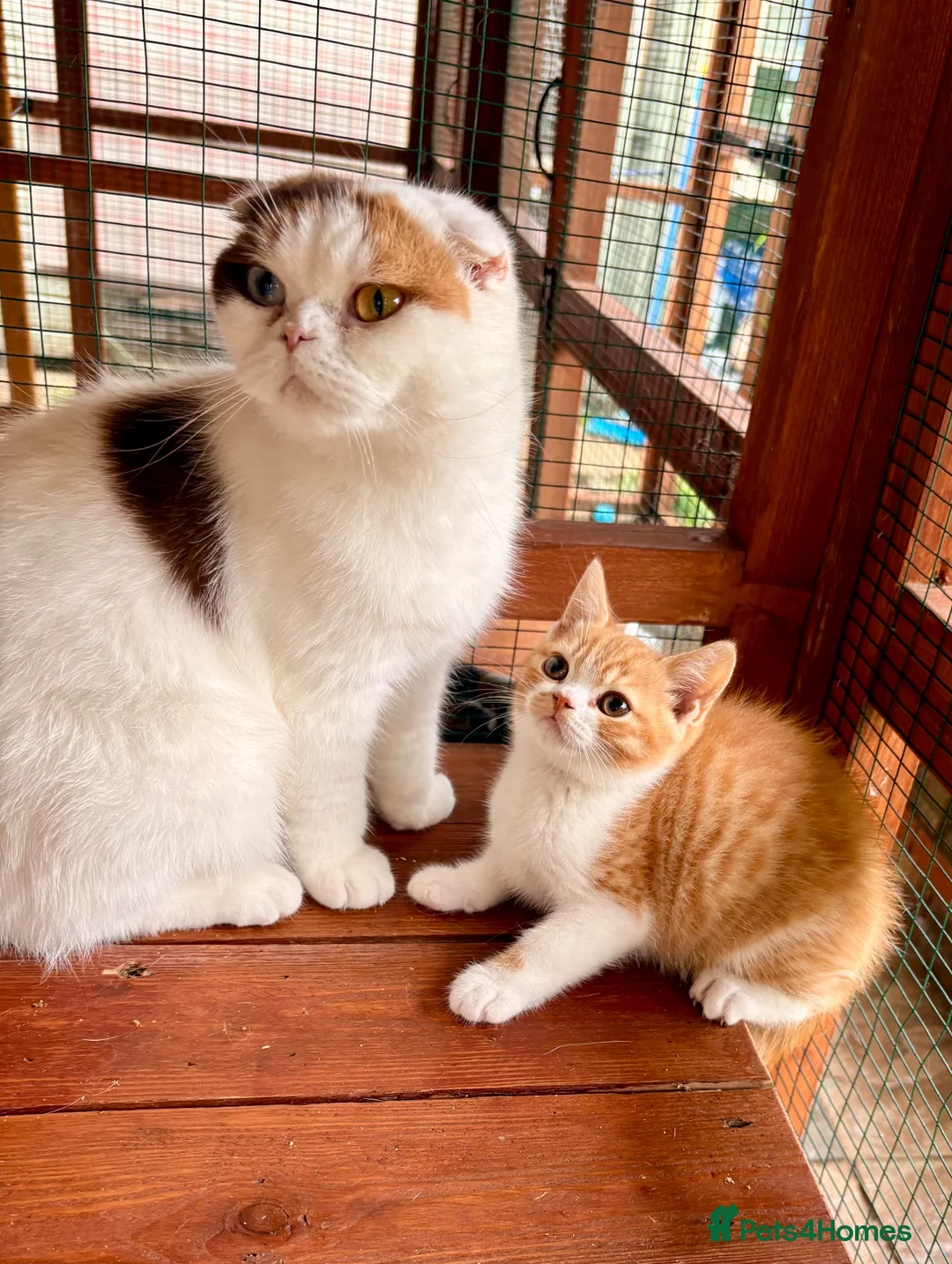 Scottish Fold cats for sale: Scottish straight brothers READY NOW - Advert 1