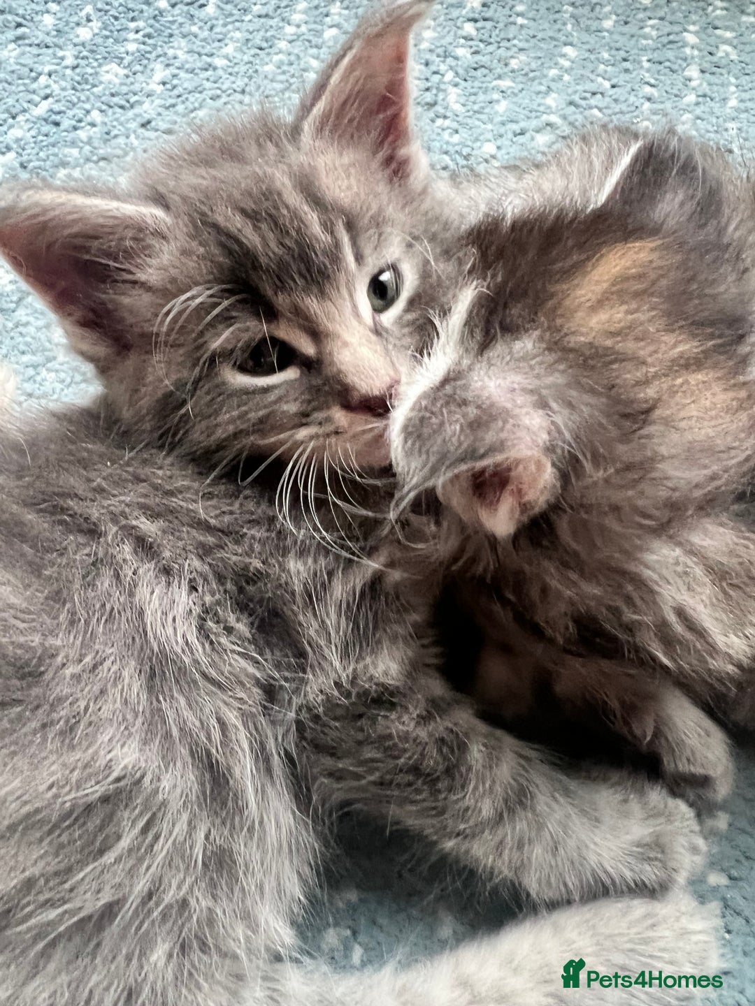 Maine Coon cats for sale: Beautiful Maine Coon babies - Image 16