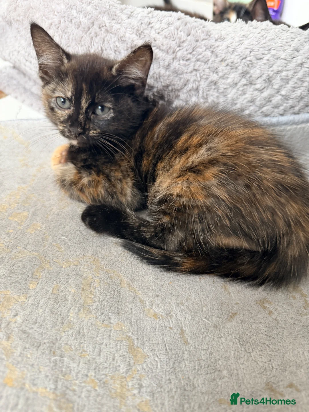 Mixed Breed cats for sale: Two Gorgeous Tortoiseshell girl kittens - Advert 2