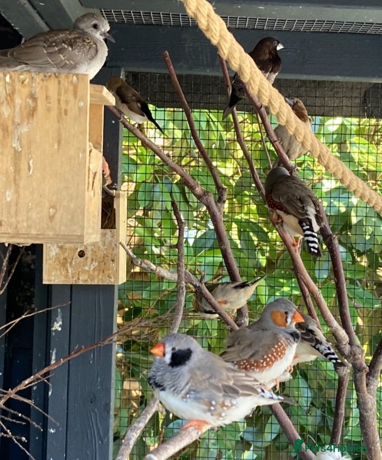 Finches birds Rosa bourkes parakeet, diamond doves, zebra finch - Advert 1
