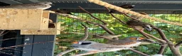 Finches birds for sale: Rosa bourkes parakeet, diamond doves, zebra finch - Advert 2