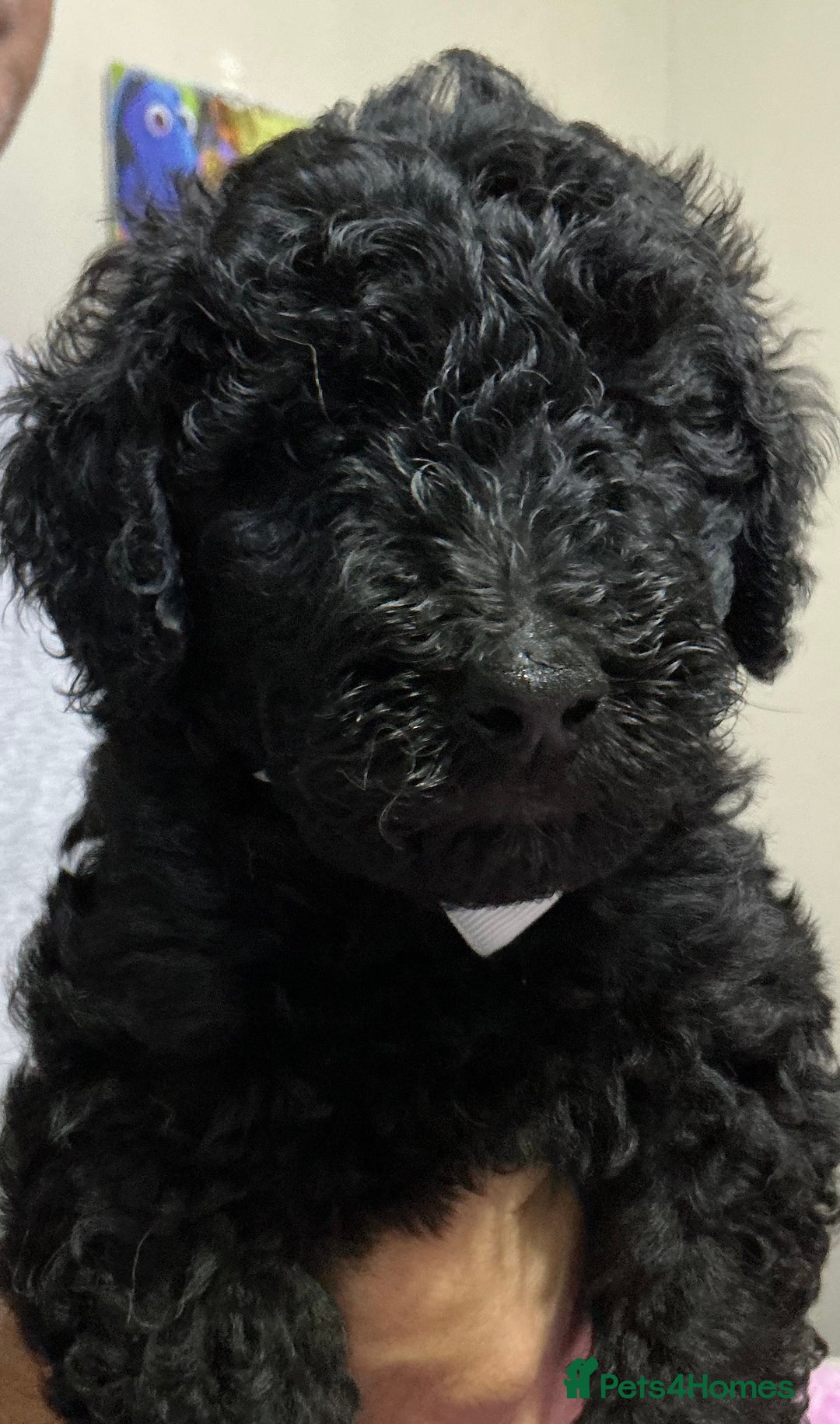 Standard Poodle dogs for sale: Stunning Standard poodles  in Loughborough - Image 27