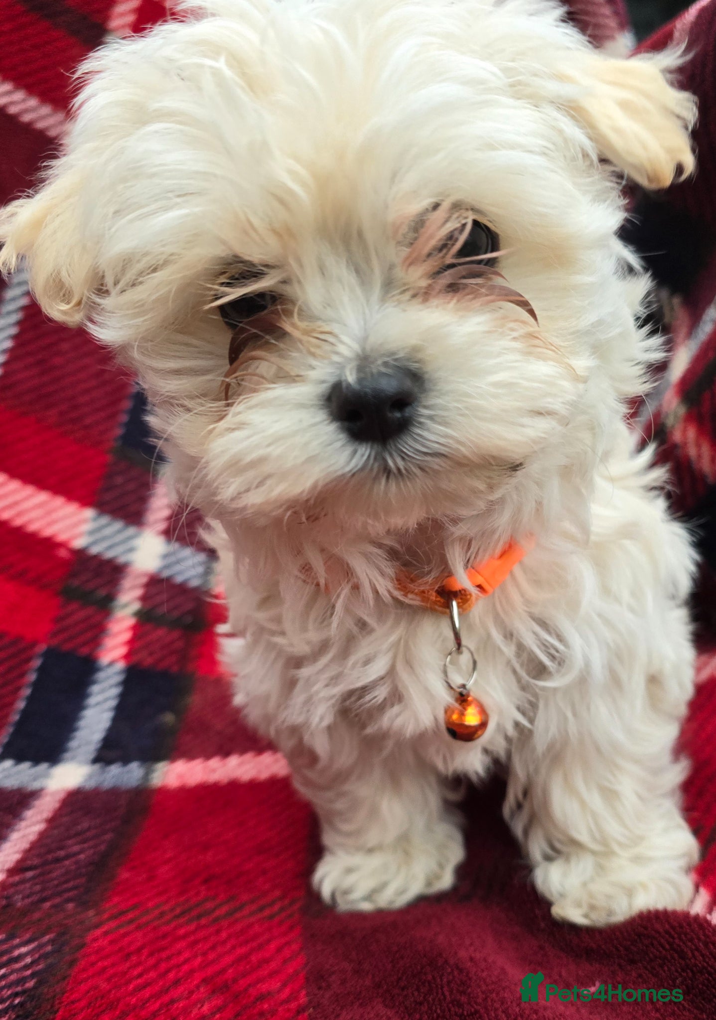 Maltipoo dogs  Extra small Korean Toy Maltipoo baby's  - Advert 9