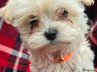 Maltipoo dogs Extra small Korean Toy Maltipoo baby's - Advert 9
