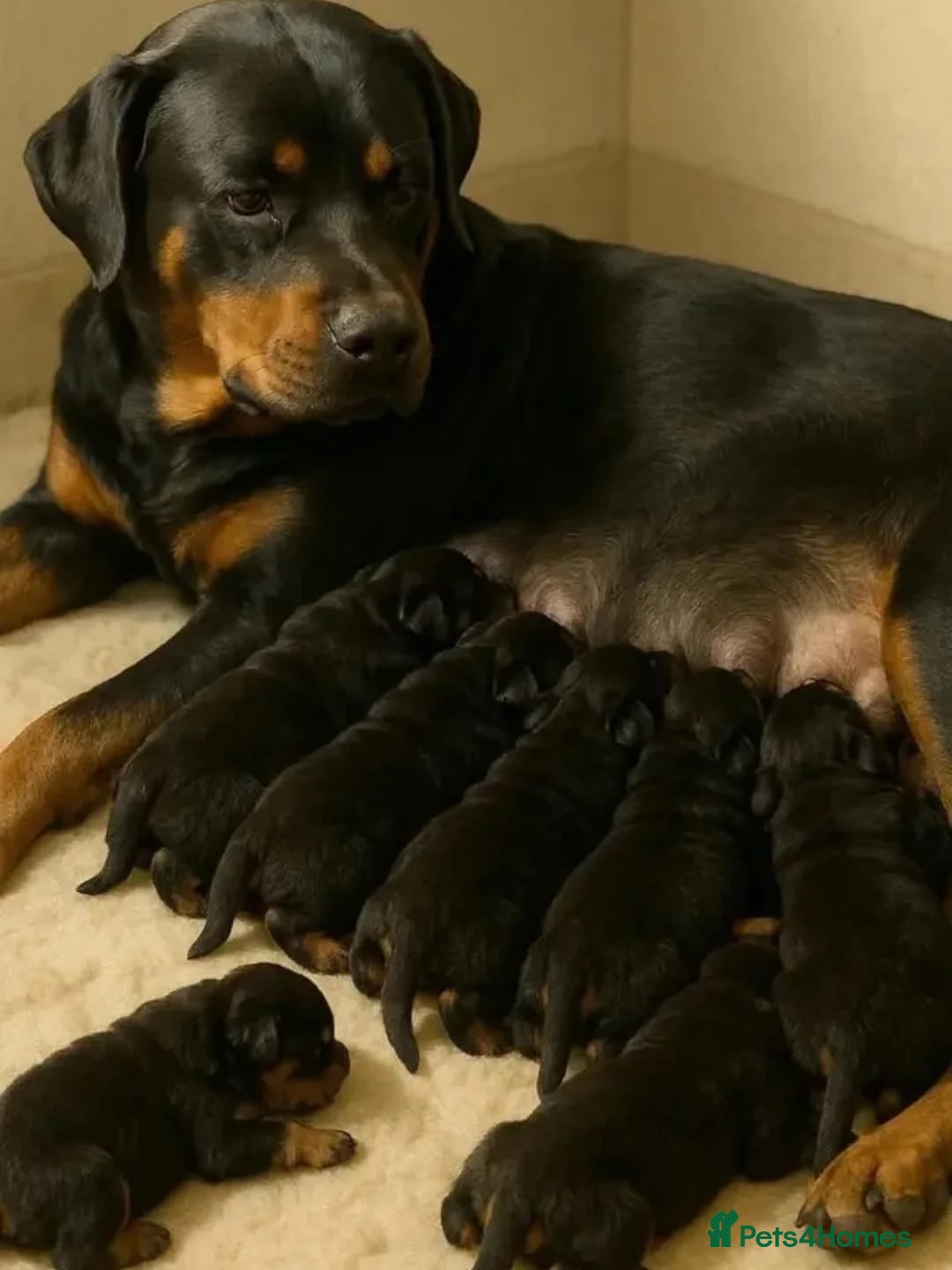 Rottweiler dogs for sale: 🌟 Adorable Rottweiler Puppies for Sale! 🌟 - Image 6
