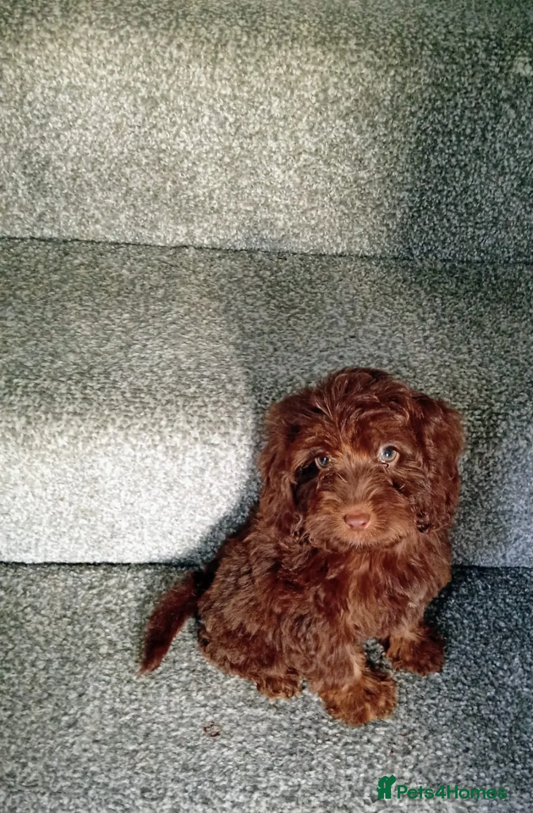 Cockapoo dogs for sale: Cockapoo puppies - Advert 7