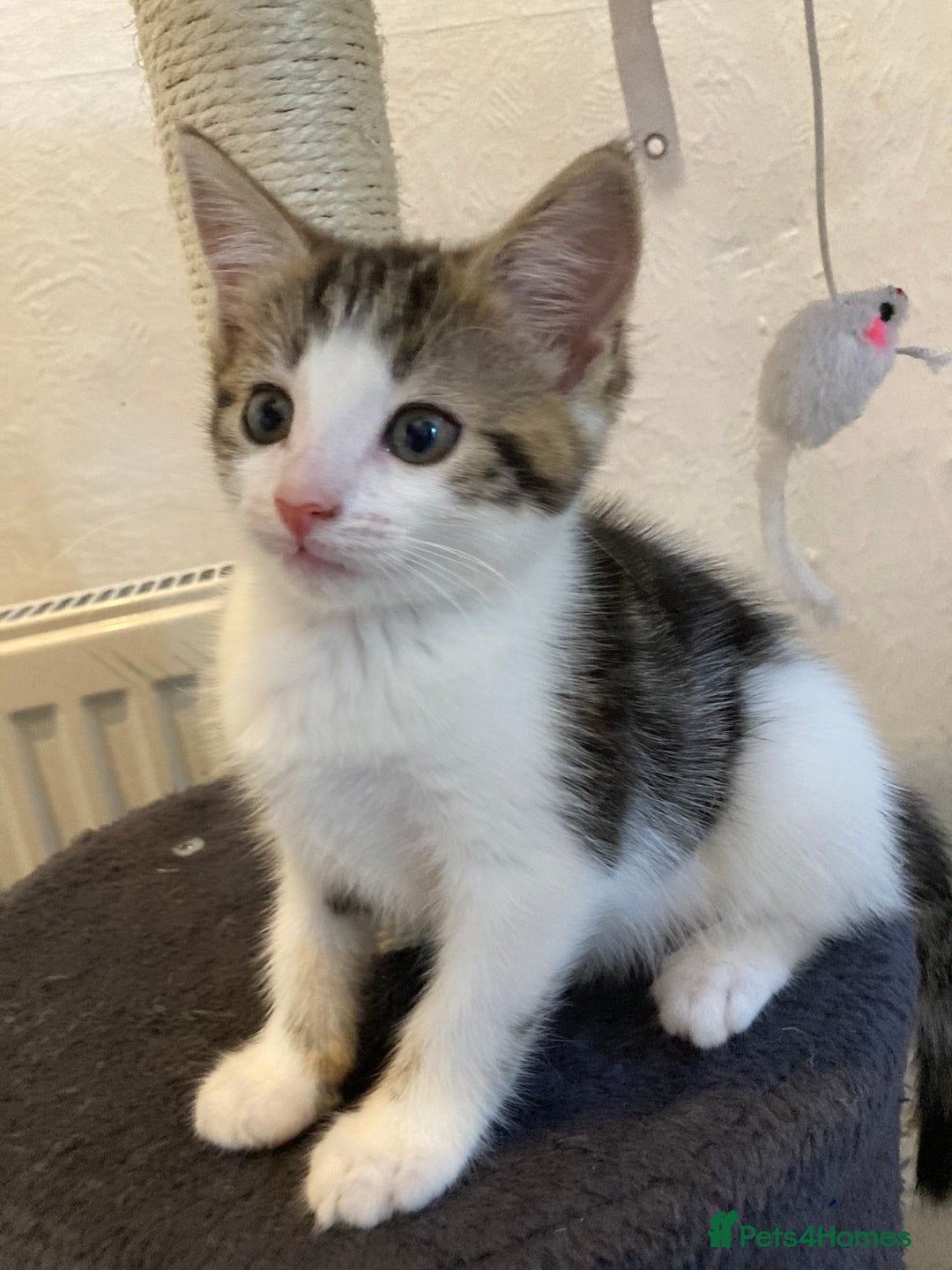 European cats for sale: 4 Cute & Cuddly Kittens Ready For Forever Home - Image 7