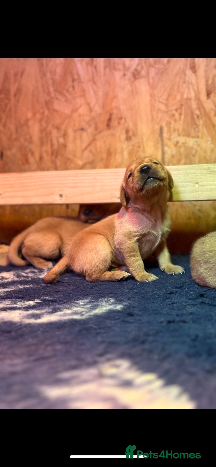 Labrador Retriever dogs KC Registered Fox Red Working Labrador Pups - Advert 14
