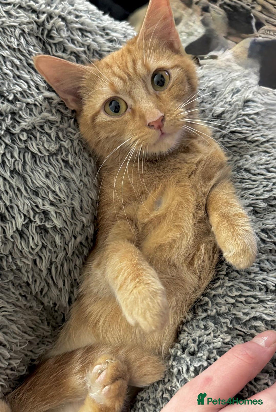 Mixed Breed cats for sale: GORGEOUS GINGER GIRL KITTEN - Advert 5