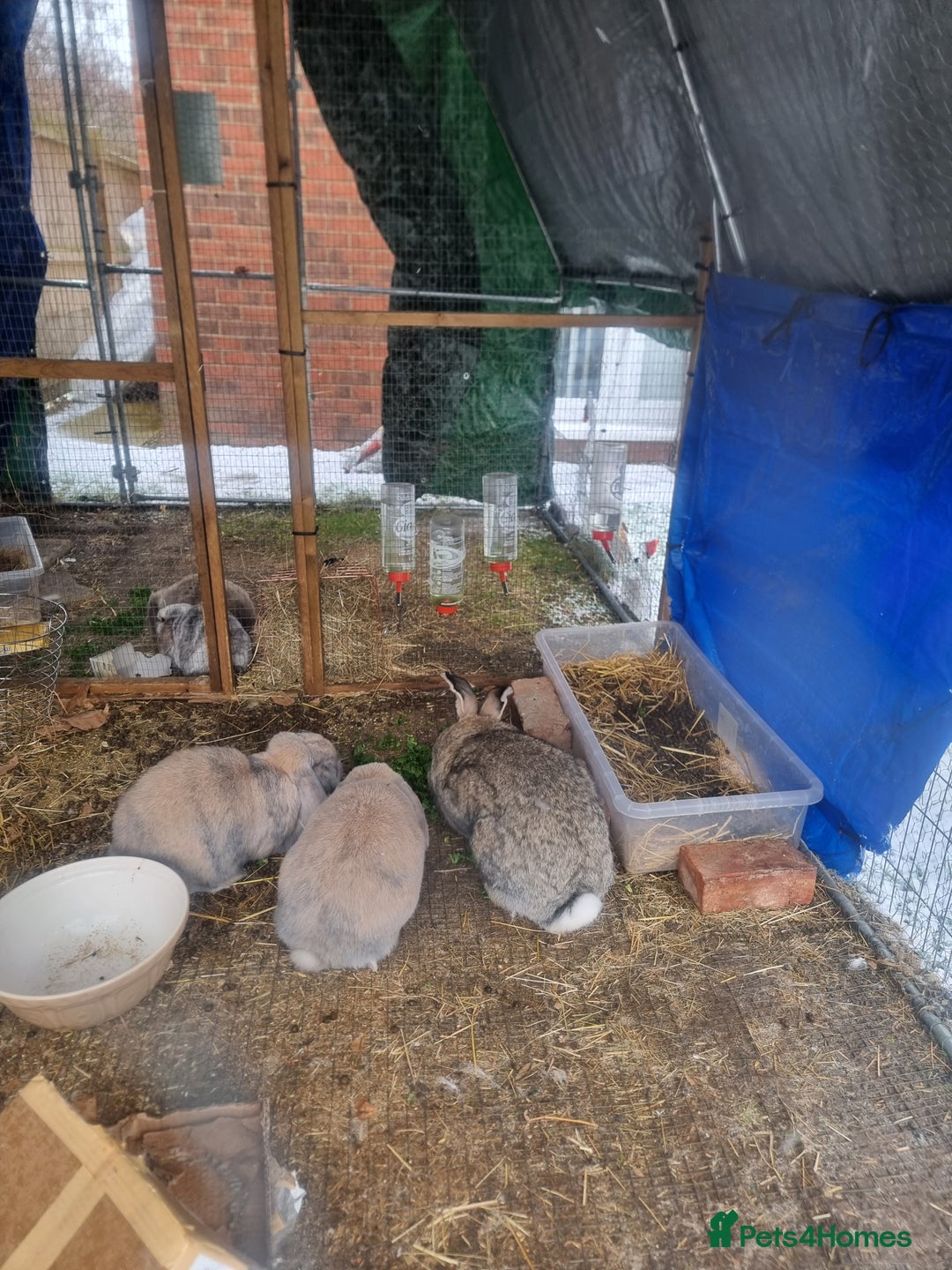 French Lop rabbits for sale: Several rabbits needing rehoming donation req  - Advert 10