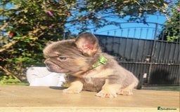 French Bulldog dogs for sale: Beautiful French bulldogs - Image 11