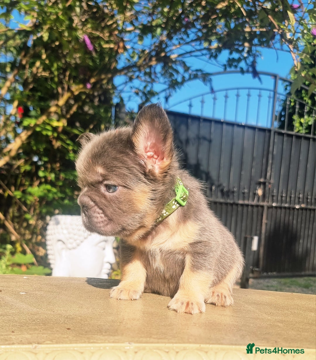French Bulldog dogs for sale: Beautiful French bulldogs - Image 11
