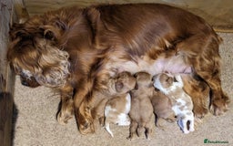 Cavalier King Charles Spaniel dogs for sale: Cavalier puppies Top bloodlines KC reg. - Advert 8