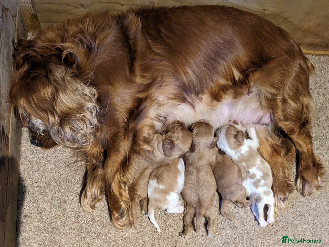 Cavalier King Charles Spaniel dogs for sale: Cavalier puppies Top bloodlines KC reg. - Advert 8