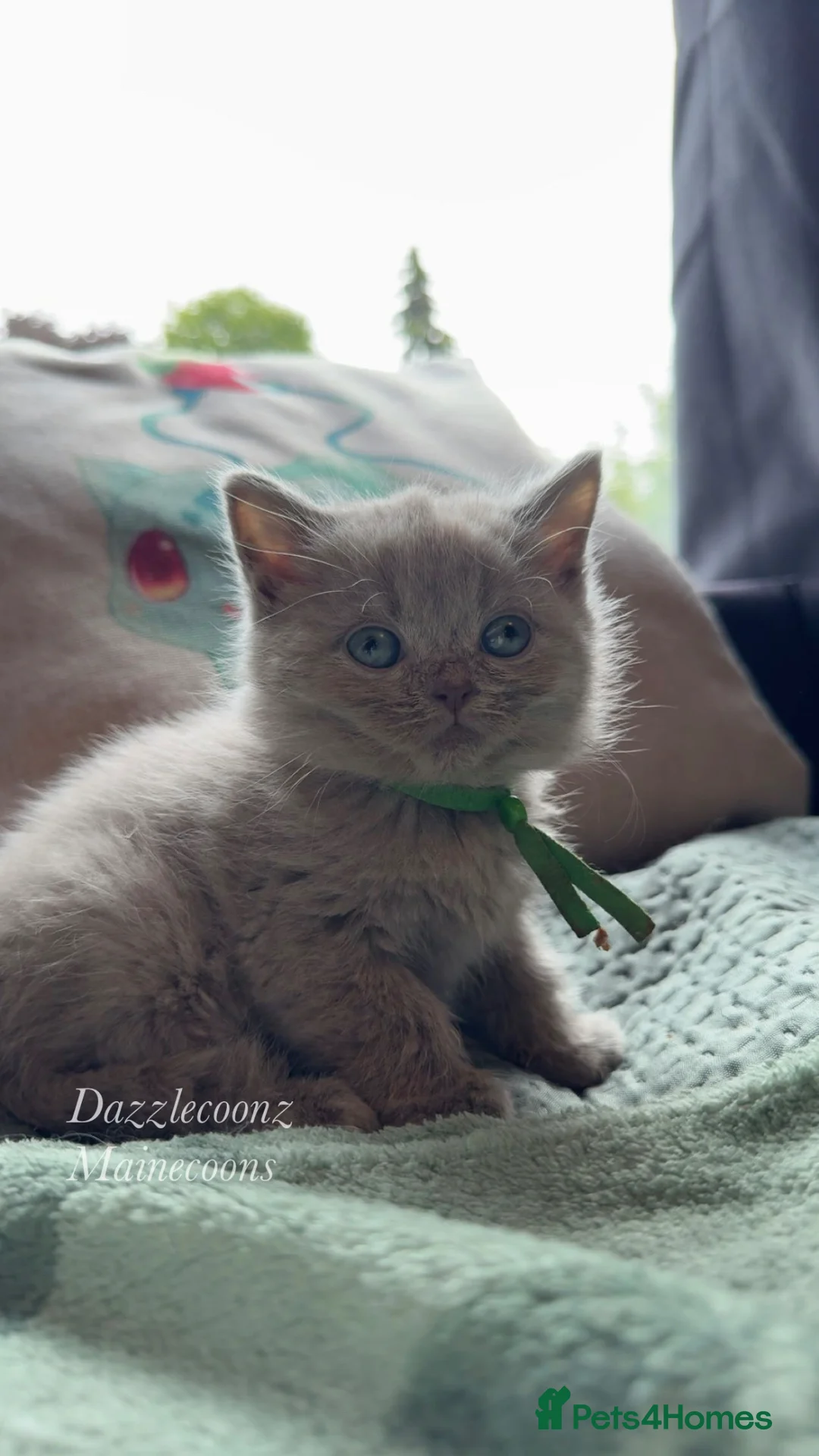 British Shorthair cats for sale: Chunky active registered BSH kittens 🧸  - Advert 6