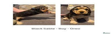 Oreo