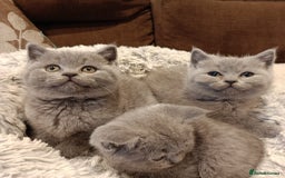 British Shorthair cats for sale: Blue British shorthairs kittens with GCCFpedigree - Image 10