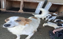 Mixed Breed dogs for adoption: Dawn - Great Yarmouth Norfolk   - Advert 3