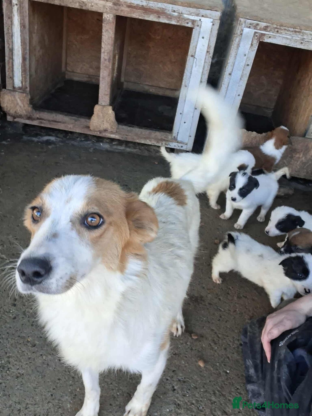 Mixed Breed dogs for adoption: Dawn - Great Yarmouth Norfolk   - Advert 3