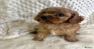 Cavapoo dogs in Brough - Advert 2
