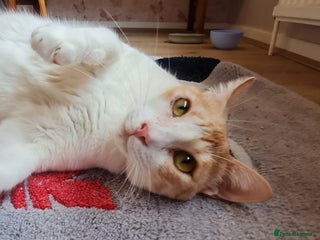 Mixed Breed cats - Advert 20