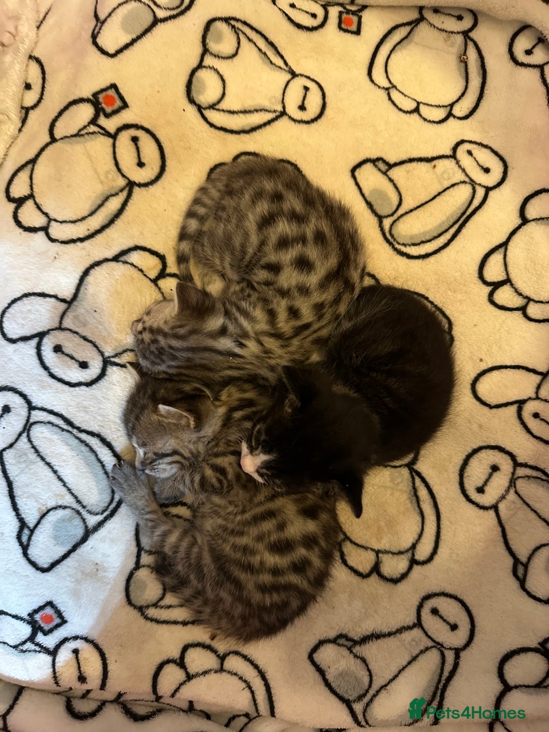 Bengal cats for sale: Beautiful Bengal kittens  - Image 3