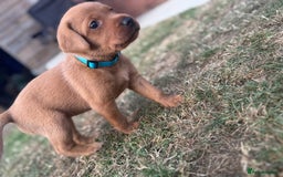 Labrador Retriever dogs for sale: KC Fox Red Labrador Litter.  - Image 7