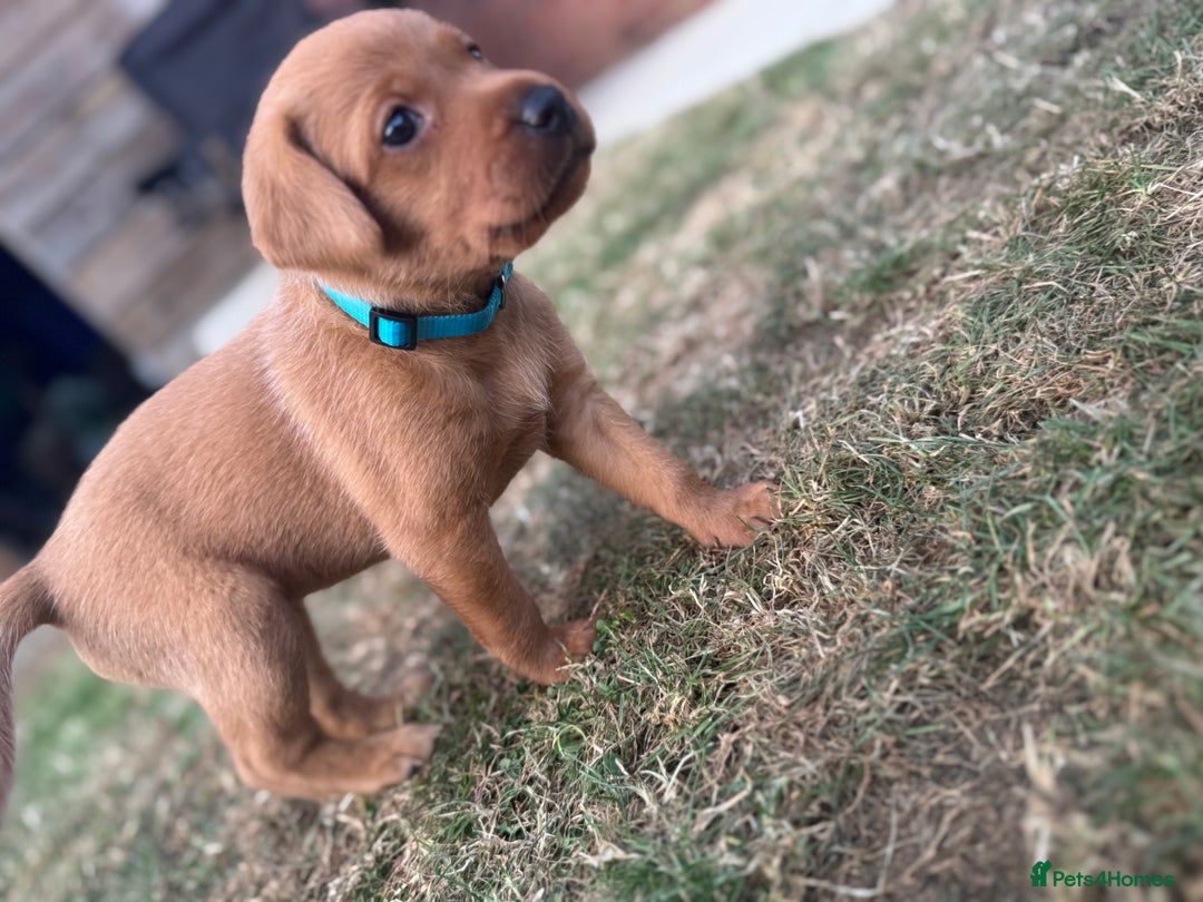 Labrador Retriever dogs for sale: KC Fox Red Labrador Litter.  - Image 7