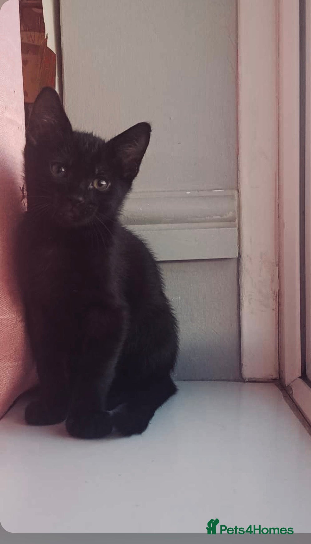 Mixed Breed cats for sale: Boy cat - Advert 2