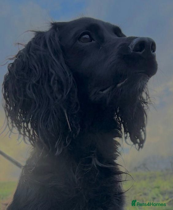 Cocker Spaniel dogs Stunning littler of working cocker spaniel puppies - Advert 7