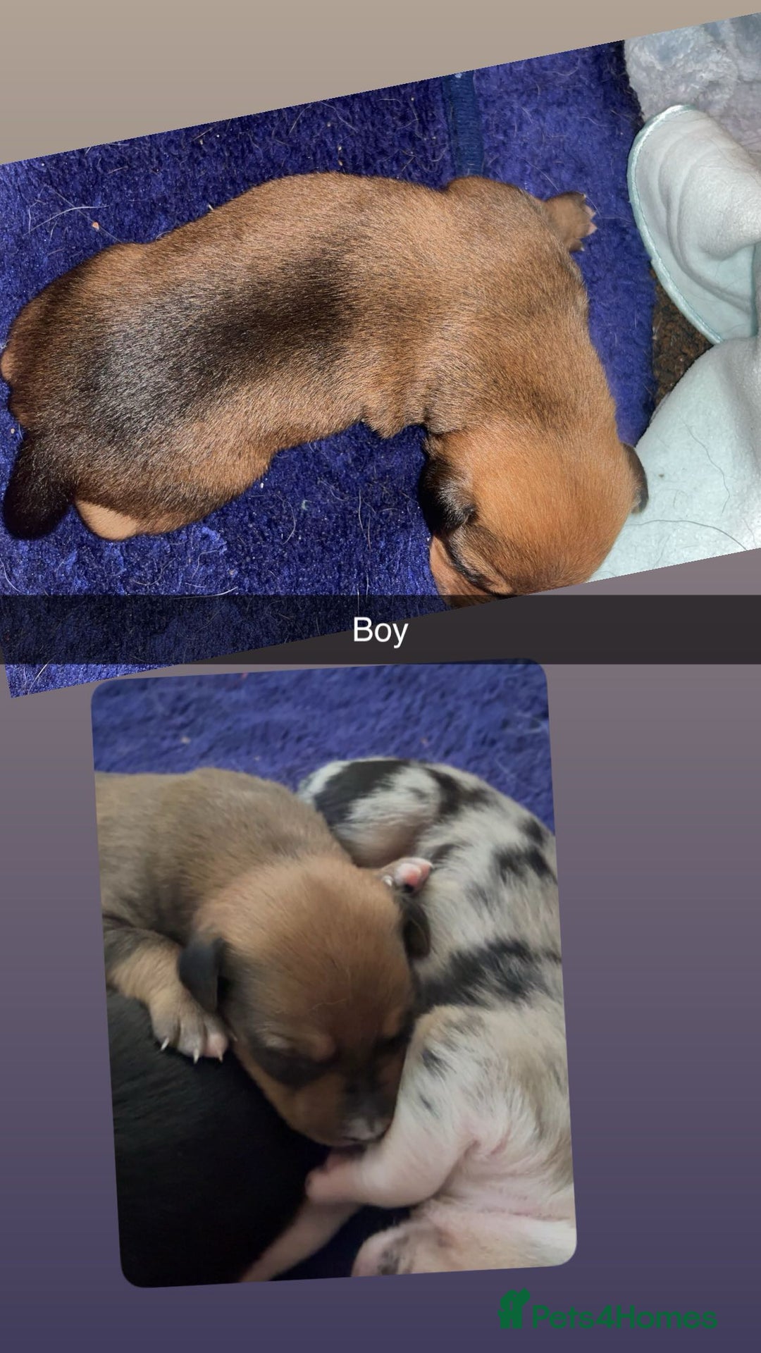 Mixed Breed dogs for sale: 7 Lurcher x collie  - Image 4